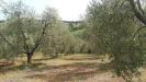 Terreno Edificabile in vendita a Civitella Paganico - paganico - 03