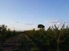 Terreno in vendita a Giugliano in Campania - 03