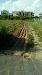 Terreno Agricolo in vendita a Sant'Antimo in via tasso - 03, Foto 3