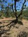 Terreno Agricolo in vendita a Pistoia - 10, 33672d24-6ac4-445a-9f2c-9be711fe8b00.jpg