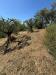 Terreno Agricolo in vendita a Pistoia - 07, 8e5b0226-003a-4f56-a5b3-ccf902f629ab.jpg