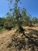 Terreno Agricolo in vendita a Pistoia - 09, 65b45ada-0d15-415d-a41c-a4bd0679c3ed.jpg