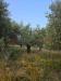 Terreno Agricolo in vendita a Pistoia - 02, 3fec1cef-e2d8-46eb-aa93-8f9dbb5b3422.jpg