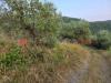 Terreno Agricolo in vendita a Pistoia - 03, 415661c4-079c-42a2-a198-6482992c6065.jpg