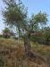 Terreno Agricolo in vendita a Pistoia - 05, 848d59c6-8586-49ef-b794-e07df87b166e.jpg