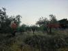 Terreno Agricolo in vendita a Pistoia - 06, b6a888dd-72f7-4382-81d2-e91bf4360477.jpg