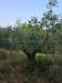 Terreno Agricolo in vendita a Pistoia - 07, ba35dcb6-a81e-47c7-9302-d3e46b31f9ac.jpg