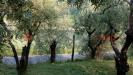 Terreno Agricolo in vendita a Pistoia - 05, WhatsApp Image 2026-05-25 at 18.06.23.jpeg