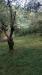 Terreno Agricolo in vendita a Pistoia - 06, WhatsApp Image 2026-05-25 at 18.06.26.jpeg