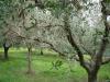 Terreno Agricolo in vendita a Albano Laziale in via dei noccioli 1 a - cancelliera - 10