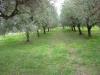 Terreno Agricolo in vendita a Albano Laziale in via dei noccioli 1 a - cancelliera - 03
