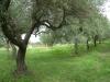 Terreno Agricolo in vendita a Albano Laziale in via dei noccioli 1 a - cancelliera - 09