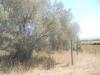 Terreno Agricolo in vendita a Vetralla in localita' cerracchio - 02, Foto 2