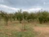 Terreno Agricolo in vendita a Villa San Giovanni in Tuscia - 02, Foto 2