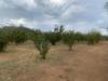 Terreno Agricolo in vendita a Villa San Giovanni in Tuscia - 04, Foto 4