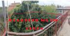 Villa in vendita con giardino a Roma in via appia nuova 1248 - appia nuova capannelle - 09