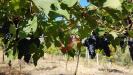Terreno Agricolo in vendita a Benevento in contrada ponte valentino - 10, Foto 10