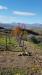Terreno Agricolo in vendita a Benevento in contrada ponte valentino - 04, Foto 4