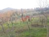 Terreno Agricolo in vendita a Benevento in contrada ponte valentino - 07, Foto 7