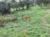 Terreno Agricolo in vendita a Cautano in via cupetelle - 05, Foto 5