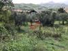 Terreno Agricolo in vendita a Cautano in via cupetelle - 06, Foto 6