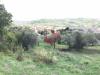 Terreno Agricolo in vendita a Cautano in via cupetelle - 07, Foto 7