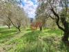 Terreno Agricolo in vendita a Foglianise in contrada palmenta - 04, Foto 4