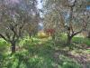 Terreno Agricolo in vendita a Foglianise in contrada palmenta - 09, Foto 9