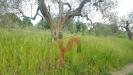 Terreno Agricolo in vendita a Foglianise in via comunale ospedale - 04, Foto 4