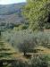 Rustico in vendita con giardino a Manciano - saturnia - 04