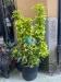 Appartamento bilocale in vendita con giardino a Viareggio in via ciabattini - 04, Foto 4