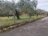 Terreno Edificabile in vendita a Pignataro Maggiore - 03, Foto 3