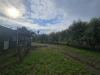 Terreno Agricolo in vendita a Pastorano in via latina - 06, Foto 6