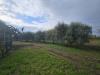 Terreno Agricolo in vendita a Pastorano in via latina - 09, Foto 9