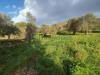 Terreno Agricolo in vendita a Pastorano in via radiccio - 03, Foto 3