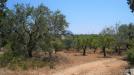 Terreno Agricolo in vendita a Monopoli in contrada romanazzi - 05, Foto 5