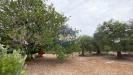 Terreno Edificabile in vendita a Monopoli in contrada bellocchio - 03, Foto 3