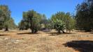 Terreno Agricolo in vendita a Monopoli in contrada conchia - 03, Foto 3