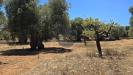 Terreno Agricolo in vendita a Monopoli in contrada conchia - 09, Foto 9