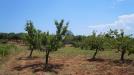 Terreno Agricolo in vendita a Monopoli in contrada romanazzi - 10, Foto 10