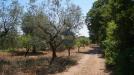 Terreno Agricolo in vendita a Monopoli in contrada romanazzi - 02, Foto 2