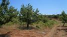 Terreno Agricolo in vendita a Monopoli in contrada romanazzi - 08, Foto 8