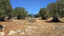 Terreno Agricolo in vendita a Monopoli in contrada conchia - 04, Foto 4