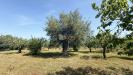 Terreno Agricolo in vendita a Conversano in contrada lamione snc - 10, Foto 10