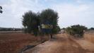Terreno Agricolo in vendita a Polignano a Mare in strada comunale fusella - 09, Foto 9