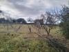 Rustico in vendita a Ozieri in localita suelzu snc - 06, Foto 6