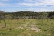 Terreno in vendita a Noto - colline del val di - 06