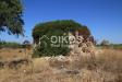 Terreno Agricolo in vendita a Noto in c.da agliastro s.n.c. - 04, Foto 4