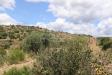 Terreno Agricolo in vendita a Noto in c.da san giovanni 1 - 05, Foto 5