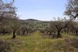 Terreno Agricolo in vendita a Noto in c.da tre maiali 1 - 06, Foto 6